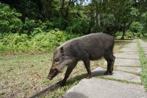 Bako national park