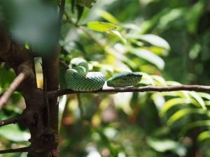 Bako national park