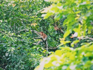 Bako national park