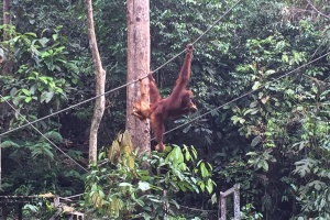 orangutan2