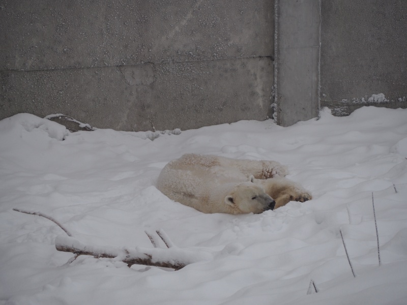 Polar Bear, Wild life zoo, Rovaniemi, Finland