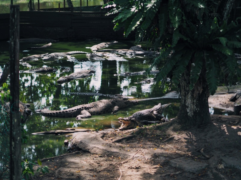 Miri Crocodile Farm & mini zoo, zoo,miri zoo, crocodile farm, malaysia, miri sarawak