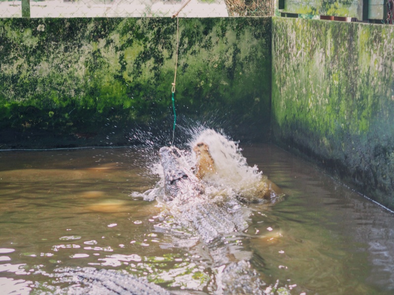 Miri Crocodile Farm & mini zoo, zoo,miri zoo, crocodile farm, malaysia, miri sarawak