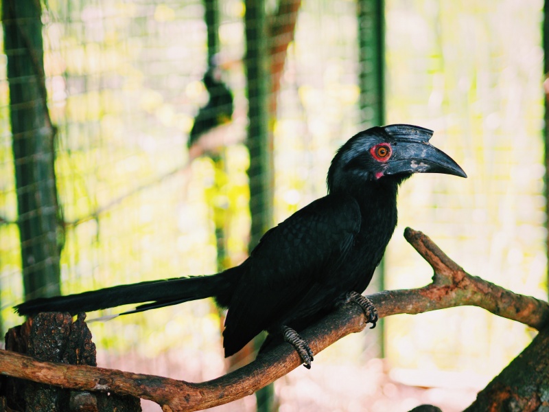 Miri Crocodile Farm & mini zoo, zoo,miri zoo, crocodile farm, malaysia, miri sarawak