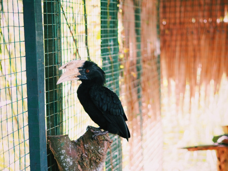 Miri Crocodile Farm & mini zoo, zoo,miri zoo, crocodile farm, malaysia, miri sarawak