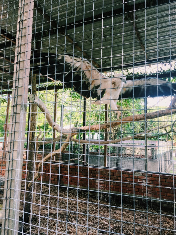 Miri Crocodile Farm & mini zoo, zoo,miri zoo, crocodile farm, malaysia, miri sarawak