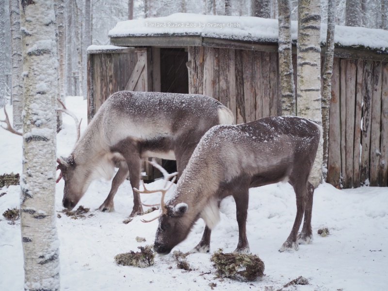 Ranua Wildlife Park @ Finland