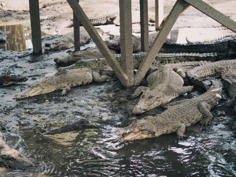 Miri Crocodile Farm & mini zoo, zoo,miri zoo, crocodile farm, malaysia, miri sarawak