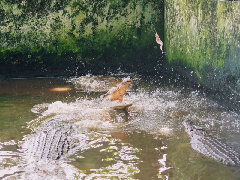 Miri Crocodile Farm & mini zoo, zoo,miri zoo, crocodile farm, malaysia, miri sarawak