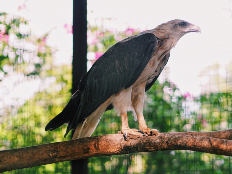 Miri Crocodile Farm & mini zoo, zoo,miri zoo, crocodile farm, malaysia, miri sarawak