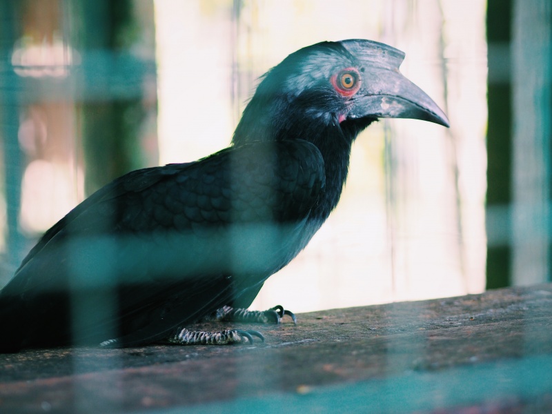 Miri Crocodile Farm & mini zoo, zoo,miri zoo, crocodile farm, malaysia, miri sarawak